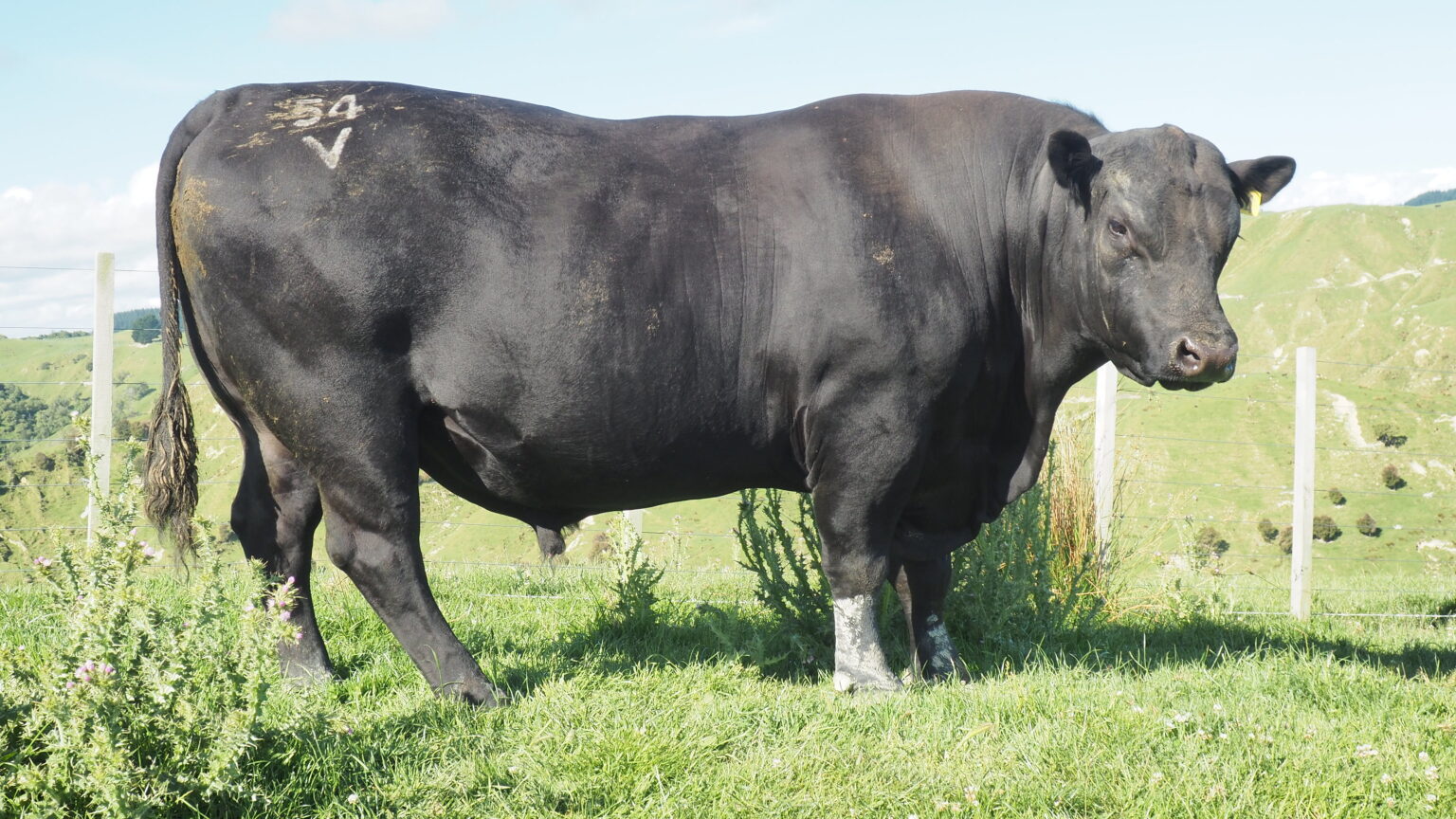 Sire Bulls – Shamrock Angus Genetics