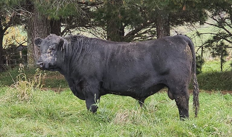 For Sale – Shamrock Angus Genetics