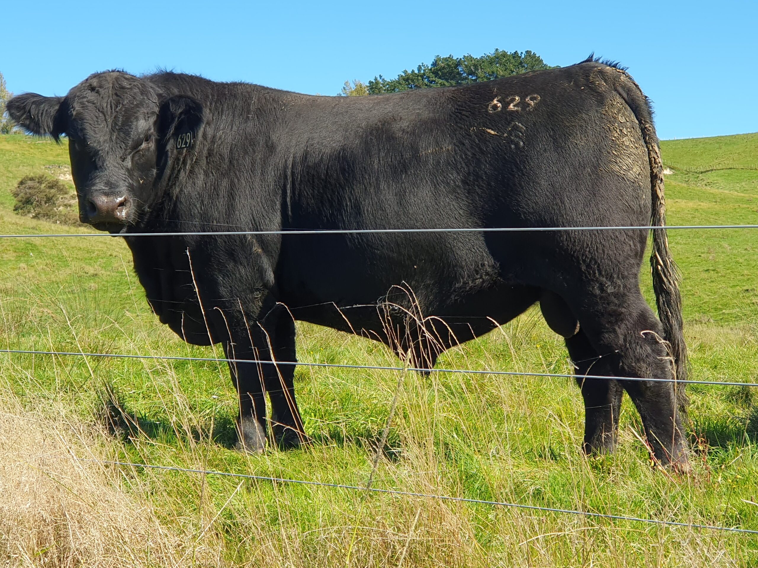 Lot2_629_d