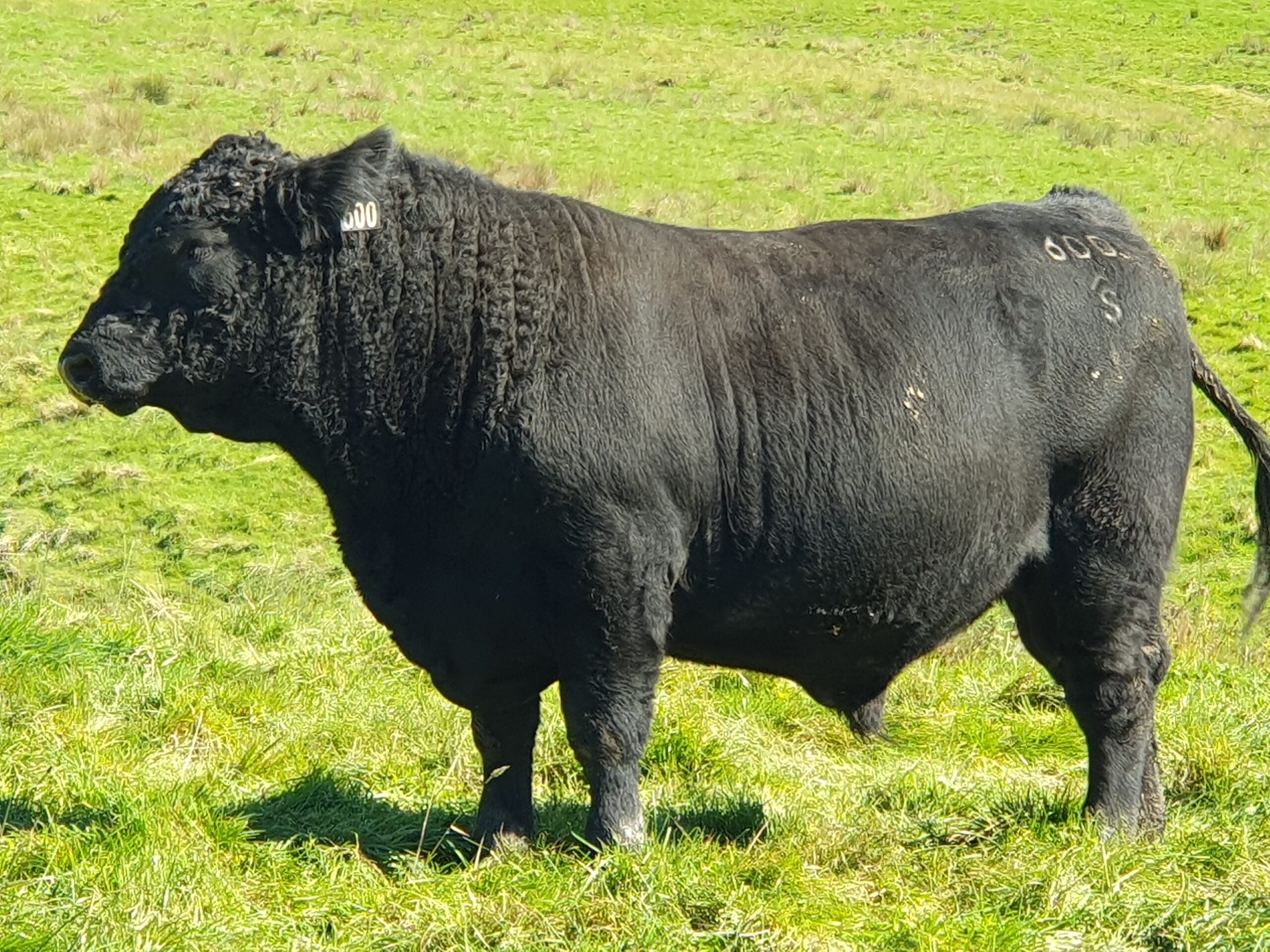Lot3_600_c